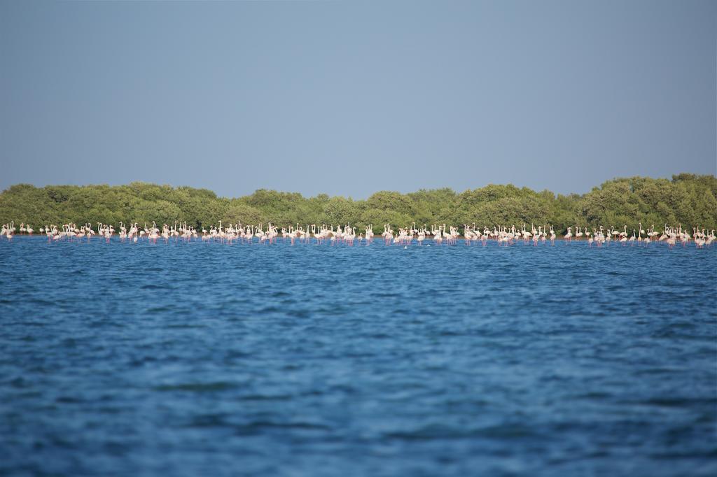 Flamingo Beach Hotel Umm al-Quwain Ngoại thất bức ảnh